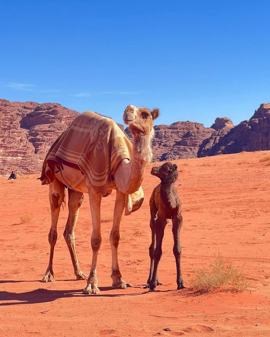 Wadi Rum Bedouin Heart Camp Exterior foto